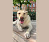 Cashew Frankel, an American Eskimo Dog and Golden Retriever mix tested with EmbarkVet.com