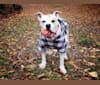 Weegee, an American Pit Bull Terrier and American Bulldog mix tested with EmbarkVet.com