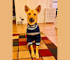 Oliver, a Formosan Mountain Dog tested with EmbarkVet.com