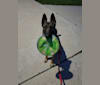 Photo of Parker, a German Shepherd Dog and Belgian Malinois mix in Oxnard, CA, USA