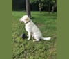 Blazer, a Labrador Retriever tested with EmbarkVet.com