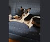 Photo of Smokey, an Australian Cattle Dog, Boston Terrier, Border Collie, and Mixed mix in Waupaca, WI, USA