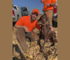 Photo of Too Much Jager, a German Shorthaired Pointer  in Illinois, USA