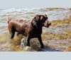 Brooklyn (Brookie), a Labrador Retriever and Miniature/MAS-type Australian Shepherd mix tested with EmbarkVet.com