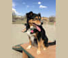 Piper, a Border Collie and Catahoula Leopard Dog mix tested with EmbarkVet.com