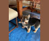 Bear, a Pomeranian and Yorkshire Terrier mix tested with EmbarkVet.com