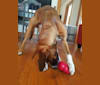 Dax, a Boxer and Labrador Retriever mix tested with EmbarkVet.com
