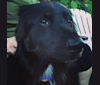 Finley Coleslaw, a Labrador Retriever and Chow Chow mix tested with EmbarkVet.com