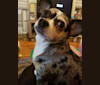 Cooper, a Chihuahua and Pomeranian mix tested with EmbarkVet.com