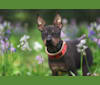 Caria, an American Hairless Terrier tested with EmbarkVet.com