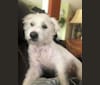 Photo of Stiglitz, a Poodle (Small), Chihuahua, Pomeranian, Dachshund, and Mixed mix in Rancho Mirage, California, USA
