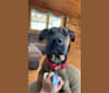 Roscoe, a German Shepherd Dog and Boxer mix tested with EmbarkVet.com