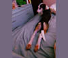 Ernie, a Treeing Walker Coonhound and Miniature/MAS-type Australian Shepherd mix tested with EmbarkVet.com