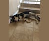 Koda, a Siberian Husky and German Shepherd Dog mix tested with EmbarkVet.com