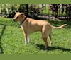 Photo of Leo, an American Pit Bull Terrier, Labrador Retriever, and Rottweiler mix