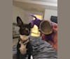 Indy, a Chihuahua and Cocker Spaniel mix tested with EmbarkVet.com