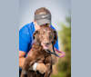 RYLEE, a Labrador Retriever tested with EmbarkVet.com