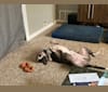 Stuart, a Bull Terrier tested with EmbarkVet.com