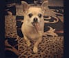 Joey, a Chihuahua and Pekingese mix tested with EmbarkVet.com