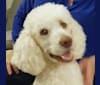 Photo of Nunn's Sugar Rose, a Poodle (Standard)  in Rock Hill, SC, USA