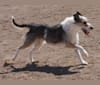 Try, a Border Collie and Whippet mix tested with EmbarkVet.com