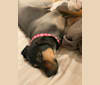 Caasi Bear Chip: 4C20127633, a Labrador Retriever and German Shepherd Dog mix tested with EmbarkVet.com
