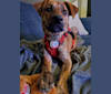 Josie, a Redbone Coonhound and American Pit Bull Terrier mix tested with EmbarkVet.com