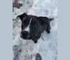 Photo of Abby, a German Shepherd Dog, Bulldog, Boxer, and Labrador Retriever mix