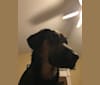 Taz, a Labrador Retriever and German Shepherd Dog mix tested with EmbarkVet.com