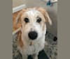 Photo of Lacy, a Great Pyrenees, Border Collie, American Pit Bull Terrier, Australian Cattle Dog, and Mixed mix in Centennial, Colorado, USA