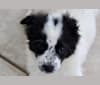 Rowan, a Chihuahua and German Shepherd Dog mix tested with EmbarkVet.com