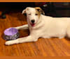 Kaya, a German Shepherd Dog and Boxer mix tested with EmbarkVet.com