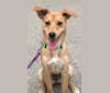 Hailey, a Russell-type Terrier and Beagle mix tested with EmbarkVet.com
