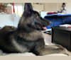 Aries, a Belgian Sheepdog and Siberian Husky mix tested with EmbarkVet.com