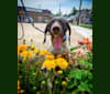 Photo of Jack, a German Shorthaired Pointer  in Tompkinsville, KY, USA