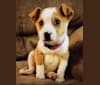 Photo of Magnolia (Maggie), a Russell-type Terrier, American Pit Bull Terrier, Chow Chow, Miniature Pinscher, and Mixed mix in Waterloo, South Carolina, USA