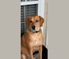 Murphy, a Golden Retriever and Bloodhound mix tested with EmbarkVet.com
