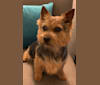 Alta Carya Oriana, a Norwich Terrier tested with EmbarkVet.com