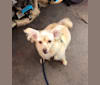 Harriet, a Pomeranian and Rat Terrier mix tested with EmbarkVet.com