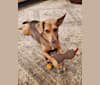 Coconut, a Beagle and Chihuahua mix tested with EmbarkVet.com