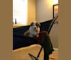 Banjo, an Australian Cattle Dog and Australian Shepherd mix tested with EmbarkVet.com