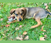 Photo of Chewie, a Mountain Cur, American Leopard Hound, Siberian Husky, Great Pyrenees, and Mixed mix in Kentucky, USA