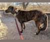 Photo of Zion, an American Pit Bull Terrier, Chow Chow, German Shepherd Dog, and Mixed mix in New Mexico, USA