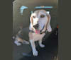 Bruce Wayne, a Beagle tested with EmbarkVet.com