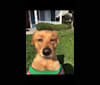 Teeddy, a Golden Retriever and Australian Cattle Dog mix tested with EmbarkVet.com