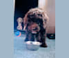 Photo of Dewy, a Poodle (Standard)  in 11340 N 3650, Ballard, UT, USA