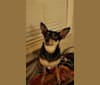 Photo of Petey, a Miniature Pinscher, Chihuahua, Rat Terrier, and Australian Cattle Dog mix in Missouri, USA