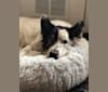 Odin, a German Shepherd Dog and Labrador Retriever mix tested with EmbarkVet.com