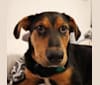 Teddy, an Australian Cattle Dog and Labrador Retriever mix tested with EmbarkVet.com