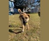 Photo of Link, a German Shepherd Dog, Boxer, American Foxhound, Great Pyrenees, and Australian Cattle Dog mix in Tennessee, USA